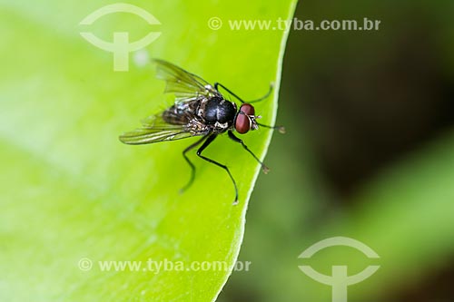  Detalhe de mosca pousada sobre folha
  - Rio de Janeiro - Rio de Janeiro (RJ) - Brasil