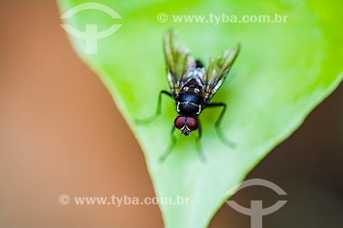  Detalhe de mosca pousada sobre folha
  - Rio de Janeiro - Rio de Janeiro (RJ) - Brasil