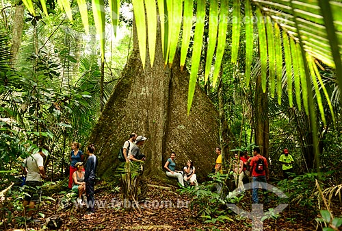  Turistas próximo à Sumaúma gigante (Ceiba pentandra) na Floresta Nacional do Tapajós  - Santarém - Pará (PA) - Brasil
