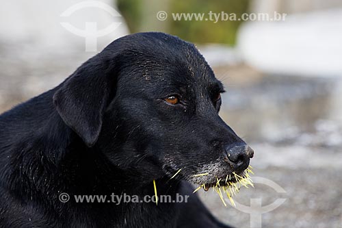  Cachorro com espinhos na boca  - Nova Iguaçu - Rio de Janeiro (RJ) - Brasil