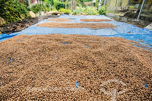  Beneficiamento de semente de içara (Euterpe edulis Martius) - também conhecida como juçara, jiçara ou palmito-juçara - na Área de Proteção Ambiental da Serrinha do Alambari  - Resende - Rio de Janeiro (RJ) - Brasil