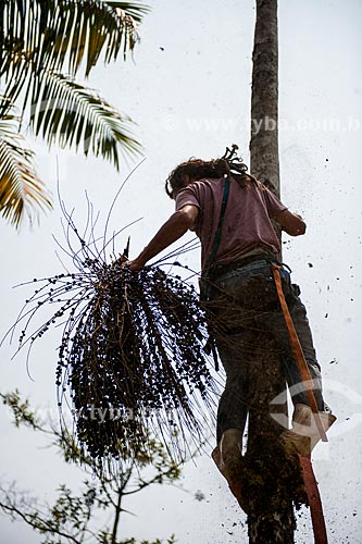  Homem colhendo fruto do içara (Euterpe edulis Martius) - também conhecida como juçara, jiçara ou palmito-juçara - na Área de Proteção Ambiental da Serrinha do Alambari  - Resende - Rio de Janeiro (RJ) - Brasil