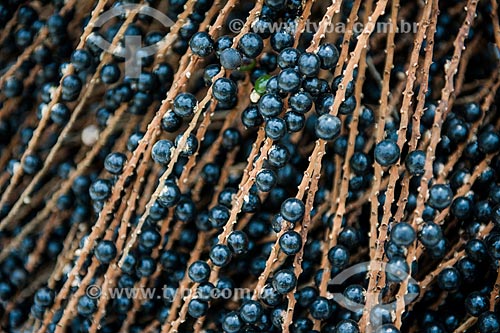  Detalhe do fruto do içara (Euterpe edulis Martius) - também conhecida como juçara, jiçara ou palmito-juçara - na Área de Proteção Ambiental da Serrinha do Alambari  - Resende - Rio de Janeiro (RJ) - Brasil