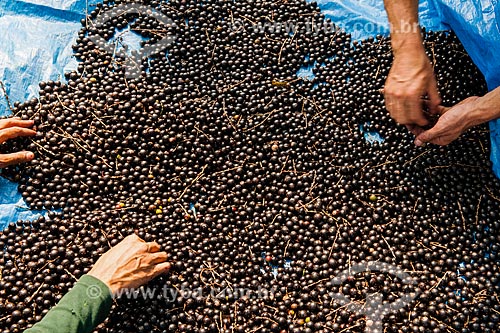  Processo de seleção dos frutos do içara (Euterpe edulis Martius) - também conhecida como juçara, jiçara ou palmito-juçara - na Área de Proteção Ambiental da Serrinha do Alambari  - Resende - Rio de Janeiro (RJ) - Brasil