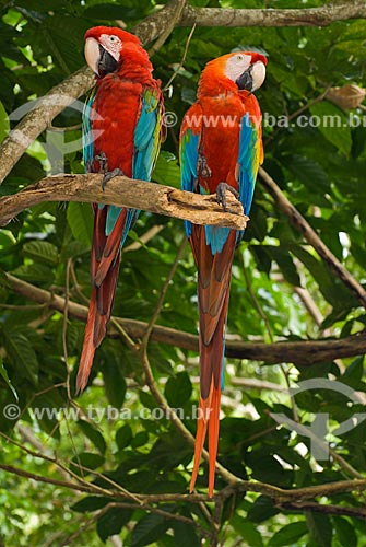  Casal de Arara-vermelha (Ara chloropterus) - também conhecida como araracanga ou arara-macau  - União dos Palmares - Alagoas (AL) - Brasil