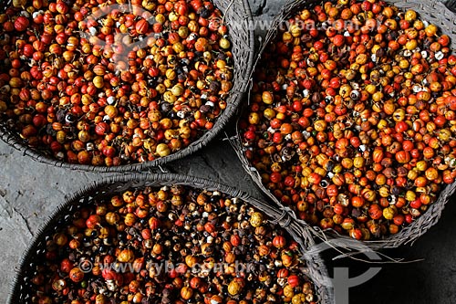 Cestos de palha com frutos do Guaraná (Paullinia cupana) colhidos pelos ribeirinhos  - Maués - Amazonas (AM) - Brasil