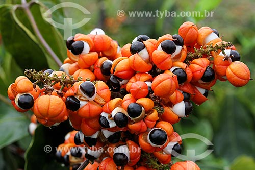  Detalhe de frutos do Guaraná (Paullinia cupana)  - Maués - Amazonas (AM) - Brasil