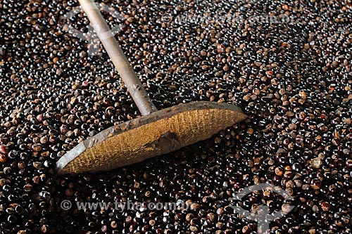  Processo de torrefação das sementes do guaraná (Paullinia cupana) colhidas pelos ribeirinhos  - Maués - Amazonas (AM) - Brasil