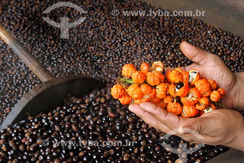  Processo de torrefação das sementes do guaraná (Paullinia cupana) com mão segurando um cacho dos frutos colhidos pelos ribeirinhos  - Maués - Amazonas (AM) - Brasil