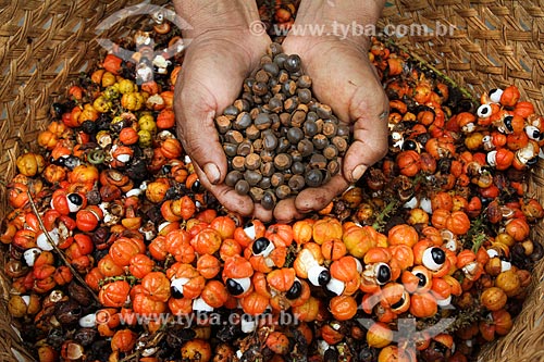  Cestos de palha com frutos do Guaraná (Paullinia cupana) colhidos pelos ribeirinhos com mão segurando sementes torradas  - Maués - Amazonas (AM) - Brasil