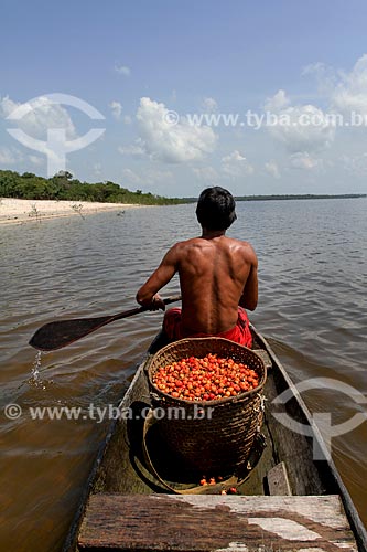  Homem ribeirinho levando cesto de palha com frutos do Guaraná (Paullinia cupana) na canoa - Rio Maués-Açu  - Maués - Amazonas (AM) - Brasil