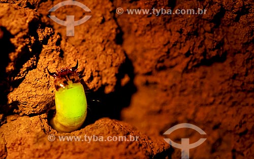  Detalhe da larvas do vaga-lume Pyrearinus termitilluminans - em noites úmidas, mornas, sem vento e sem lua, as larvas aparecem do lado de fora dos túneis, 