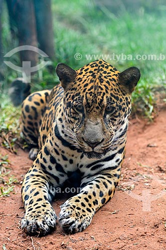  Onça pintada (Panthera onca) no Refúgio Biológico Bela Vista  - Foz do Iguaçu - Paraná (PR) - Brasil