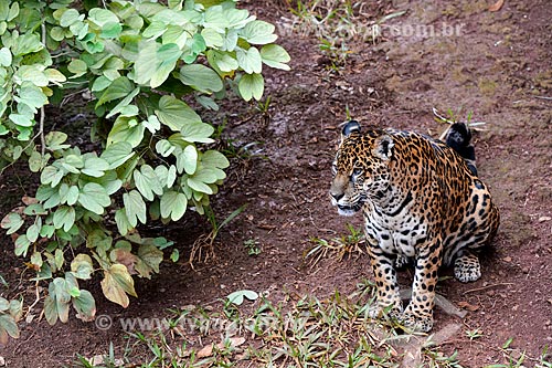  Onça pintada (Panthera onca) no Refúgio Biológico Bela Vista  - Foz do Iguaçu - Paraná (PR) - Brasil