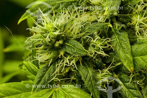  Detalhe de flores da maconha (Cannabis sativa)

 