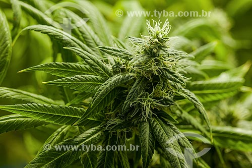  Detalhe de flores da maconha (Cannabis sativa)

 