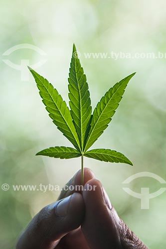  Detalhe da folha da maconha (Cannabis sativa)

 