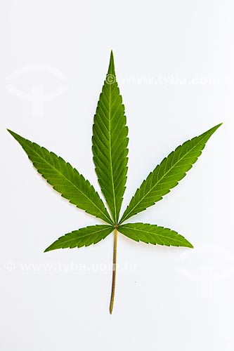  Detalhe da folha da maconha (Cannabis sativa)

 