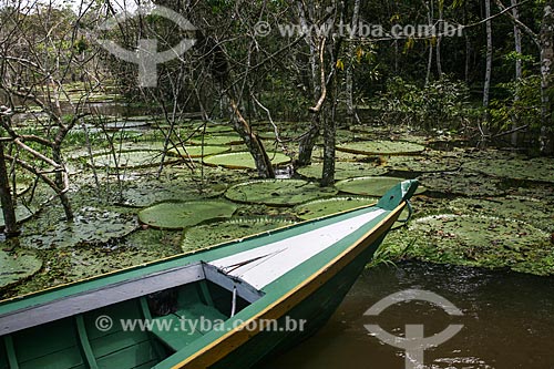  Lago com Vitórias-régias (Victoria amazonica)  - Manaus - Amazonas (AM) - Brasil