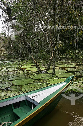  Lago com Vitórias-régias (Victoria amazonica)  - Manaus - Amazonas (AM) - Brasil