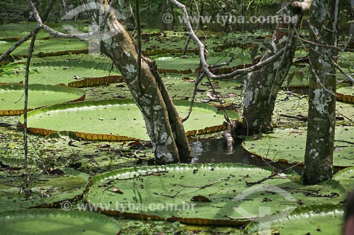  Lago com Vitórias-régias (Victoria amazonica)  - Manaus - Amazonas (AM) - Brasil