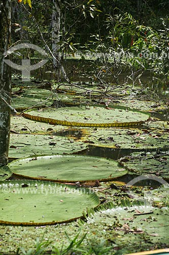  Lago com Vitórias-régias (Victoria amazonica)  - Manaus - Amazonas (AM) - Brasil