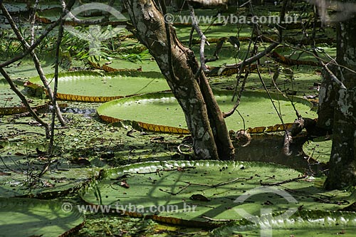  Lago com Vitórias-régias (Victoria amazonica)  - Manaus - Amazonas (AM) - Brasil