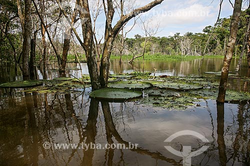  Lago com Vitórias-régias (Victoria amazonica)  - Manaus - Amazonas (AM) - Brasil