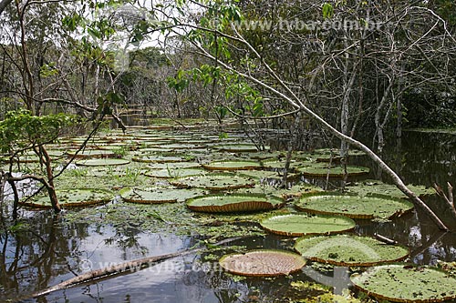  Lago com Vitórias-régias (Victoria amazonica)  - Manaus - Amazonas (AM) - Brasil