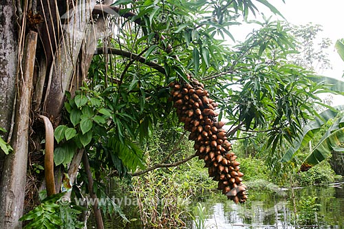  Cacho do fruto do Tucumã (Astrocaryum aculeatum) - também conhecida como Acaiúra ou Tucum - próximo à Manaus  - Manaus - Amazonas (AM) - Brasil