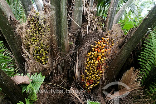  Frutos do Tucumã (Astrocaryum aculeatum) - também conhecida como Acaiúra ou Tucum - próximo à Manaus  - Manaus - Amazonas (AM) - Brasil