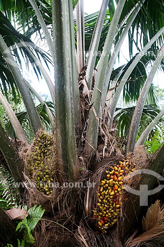  Frutos do Tucumã (Astrocaryum aculeatum) - também conhecida como Acaiúra ou Tucum - próximo à Manaus  - Manaus - Amazonas (AM) - Brasil