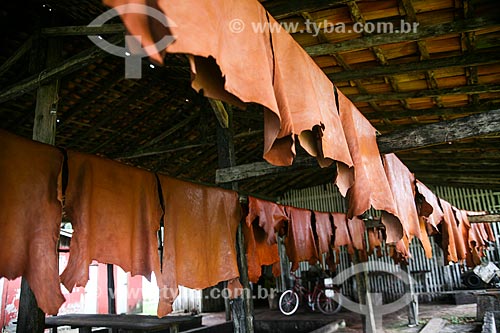  Curtimento do couro de búfalo no Curtume Marajó  - Soure - Pará (PA) - Brasil