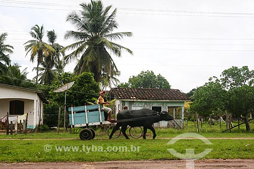  Búfalo puxando carroça  - Soure - Pará (PA) - Brasil