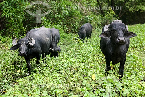  Búfalos na Ilha do Marajó  - Soure - Pará (PA) - Brasil