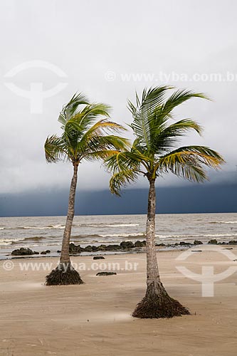  Coqueiros na orla da Praia do Pesqueiro  - Soure - Pará (PA) - Brasil