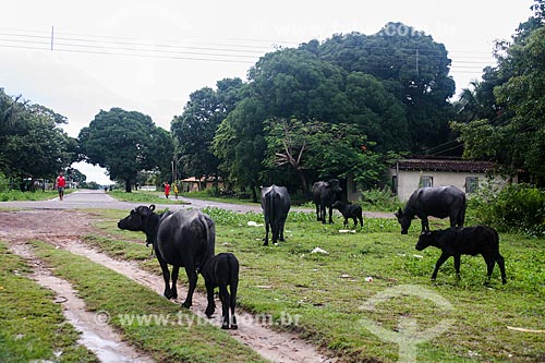  Rebanho de búfalos na Ilha de Marajó  - Soure - Pará (PA) - Brasil