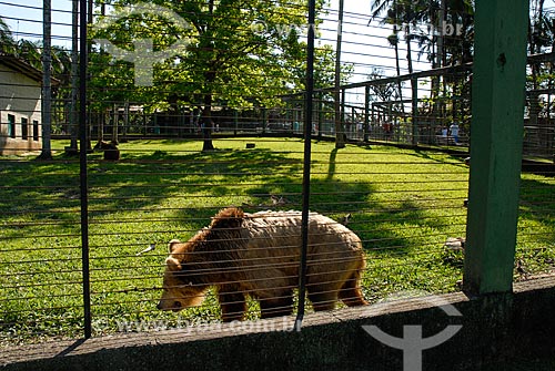  Urso no Jardim Zoológico de Pomerode  - Pomerode - Santa Catarina (SC) - Brasil