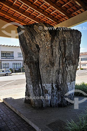  Monumento da Imbuia - pedaço de tronco de árvore como encontrado pelos primeiros colonos - na Praça João Macagnan  - Água Doce - Santa Catarina (SC) - Brasil
