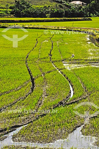  Plantação de arroz na zona rural da cidade de Doutor Pedrinho  - Doutor Pedrinho - Santa Catarina (SC) - Brasil