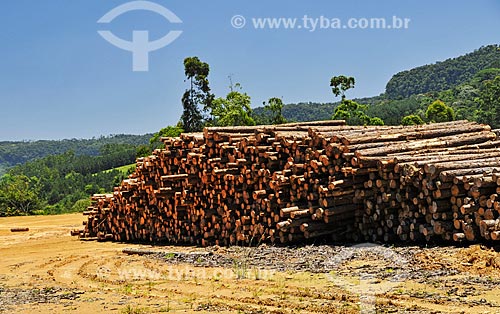  Depósito de troncos de Pinheiro em serraria  - Dona Emma - Santa Catarina (SC) - Brasil