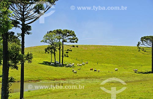  Pasto com gado e Araucária (Araucaria angustifolia) próximo à Pinheiro Preto  - Pinheiro Preto - Santa Catarina (SC) - Brasil