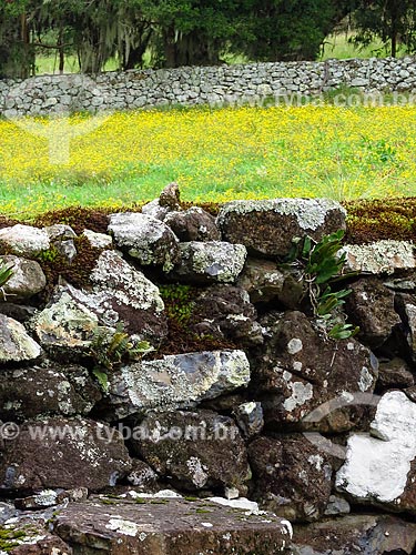  Detalhe de muro de taipa  - São Francisco de Paula - Rio Grande do Sul (RS) - Brasil