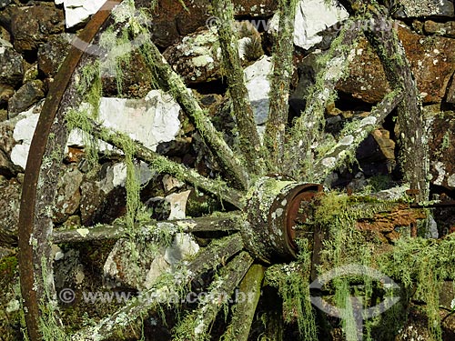  Roda de carreta coberta com Barba-de-pau (Barba-de-velho) - Tillandsia usneoides  - São Francisco de Paula - Rio Grande do Sul (RS) - Brasil