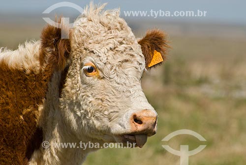  Fazenda de gado Hereford no Uruguai  - Distrito de Masoller - Departamento de Rivera - Uruguai