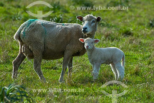  Criação de ovelhas  - Distrito de Masoller - Departamento de Rivera - Uruguai