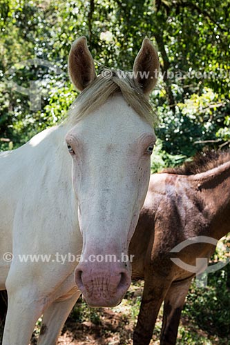  Detalhe de cavalo albino  - Resende - Rio de Janeiro (RJ) - Brasil