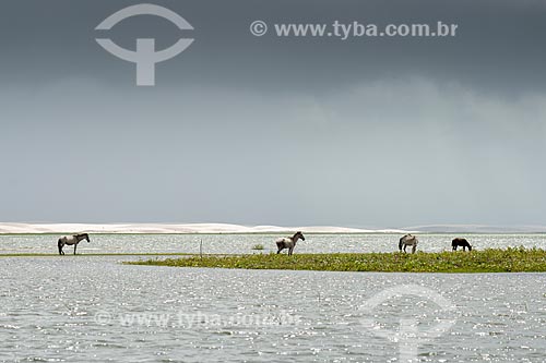  Cavalos na Lagoa do Santo Amaro  - Santo Amaro do Maranhão - Maranhão (MA) - Brasil