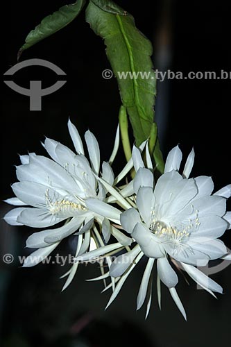  Flor da Lua ou Dama da Noite (Epiphyllum oxypetalum)  - Rio de Janeiro - Rio de Janeiro (RJ) - Brasil