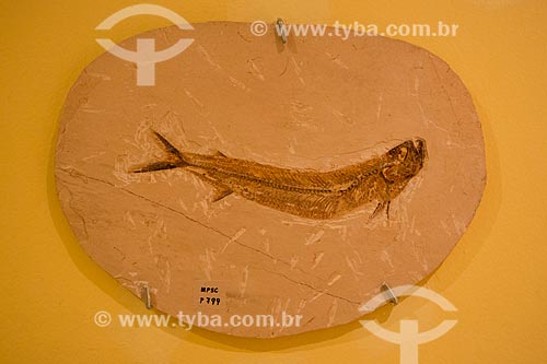  Fóssil de peixe em exposição no Museu de Paleontologia da Universidade Regional do Cariri  - Santana do Cariri - Ceará (CE) - Brasil